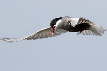 common tern in danube delta