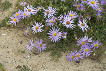 Heteropappus altaicus