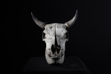 牛の頭骨