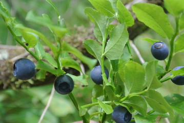 blueberries on a branch