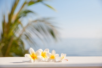 Obraz na płótnie Canvas Frangipani flowers on the background of the sea.