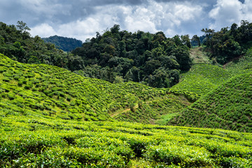 Tea plantations in Cameron Highlands, Malaysia