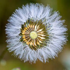 Dandelion © lucid_dream