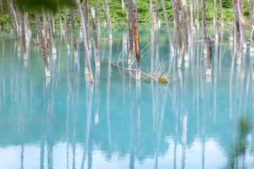 Fototapeta na wymiar 青い池