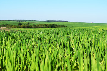 Field and garden flowers. Spring or summer wildflowers closeup. Rural field. Environment. Landscape panorama with flowering flowers.