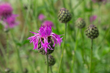 Purple flowers of Persian cornflower (Centaurea dealbata)