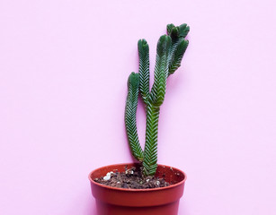 Succulent plant in pot on pink background - pop art design, minimalism, flat lay