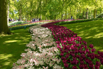 Beautiful spring tulips flowers red, yellow surrounded by green grass in Keukenhof park Netherlands. - Image