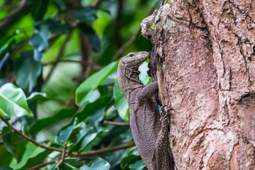 Monitor lizard_the egg thief