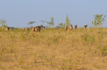 Troupeau, Dechu, Rajasthan, Inde