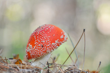 Fly agaric (Amanita muscaria) mushroom in pine forest. Magic mushroom growing between dry pine...