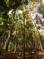trees in the forest