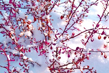 Colorful barberry in winter on a flower bed in the garden.