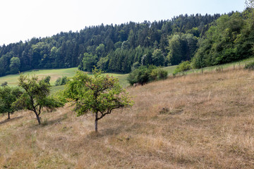 dry pasture in summer