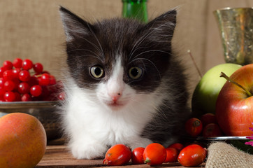 black and white kitten among fruits