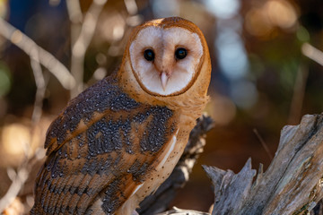 Barn Owl Perched on a Log