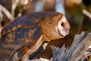 Barn Owl Perched on a Log