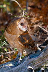 Naklejka premium Barn Owl Perched on a Log