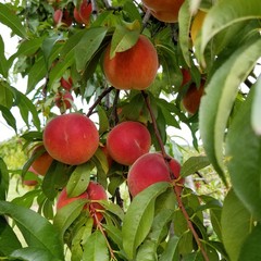 peaches in tree