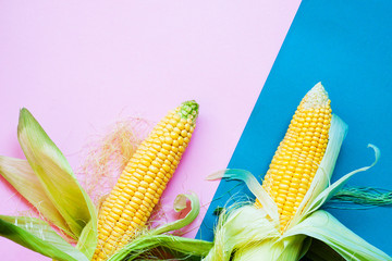 Yellow corn on blue and pink backgrounds. Minimal food concept.