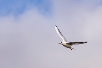 Beautiful seagull flies high in the partly cloudy sky
