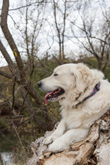 portrait of dog