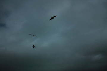 birds in flight