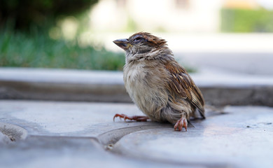 Young Saprrow fallen from the nest, sick, bird flue