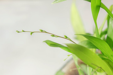 Fototapeta na wymiar Beautiful closeup of an orchid White Oncidium Twinkle mini orchid.