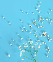 White flowers on blue background.