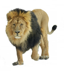 Asiatic lion (Panthera leo persica) on white background