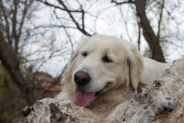 golden retriever looking