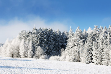 Winter landscape, Winter, Winter-Landschaft, B&auml;ume, Himmel, verschneit, Textraum, copy space
