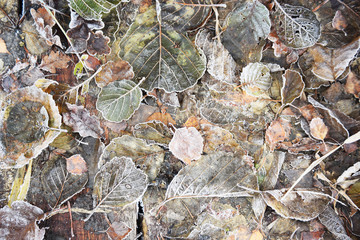 Background. Winter leaves. Late fall. Frosty autumn.