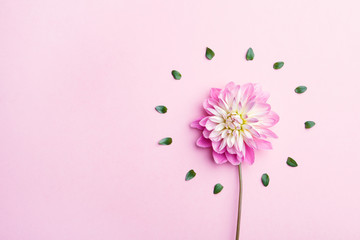 beautiful dahlia flower and green leaves arranged in circle, minimal concept, flat lay.