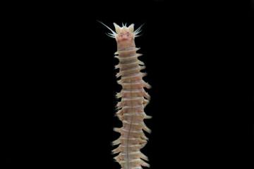 Close up sandworms (Perinereis sp., Polychaeta) isolated on black background
