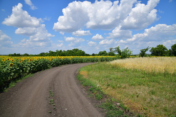 Road on edge of a field with blooming sunflower