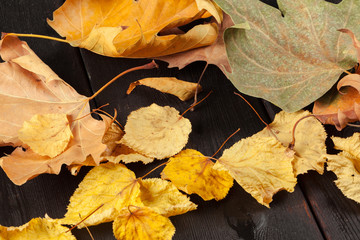 Cup of tea and autumn leaves on the table