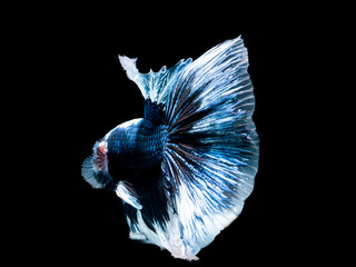 fighting fish on black background