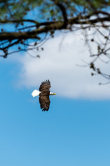 A bald eagle (Haliaeetus leucocephalus) soars against a blue cloudy sky framed by tree branches.