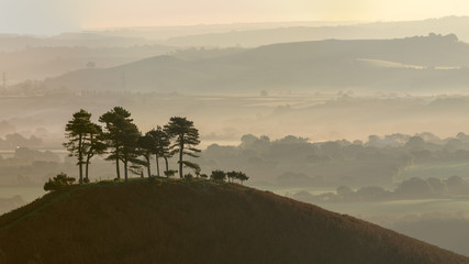 Panorama of isolated Pine tree Copse at Colmers Hill, Dorset covered in early morning light