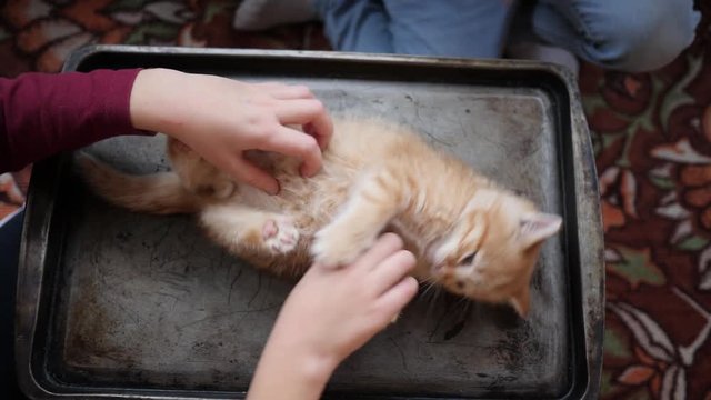 Children play with animal - hands stroking small pet kitten at home