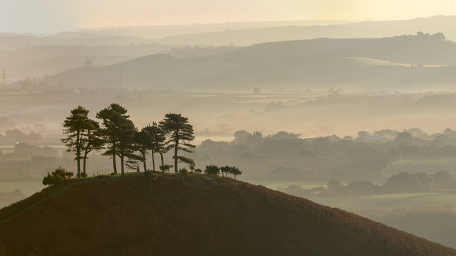 Panorama of isolated Pine tree Copse at Colmers Hill, Dorset covered in early morning light