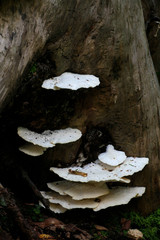 Poroid fungus, Climacocystis borealis