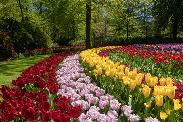 Beautiful spring tulips flowers red, yellow, purple surrounded by green grass & trees in Keukenhof park Netherlands. - Image