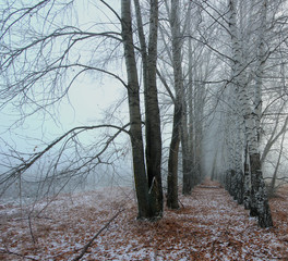 winter morning with fairy trees in the fog