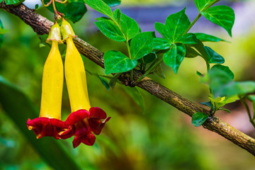 Radermachera pierrei P.Dop, Beautiful wild flower  in tropical forest.
