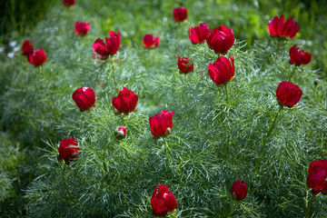 fernleaf peony © Ildikó Baranyi