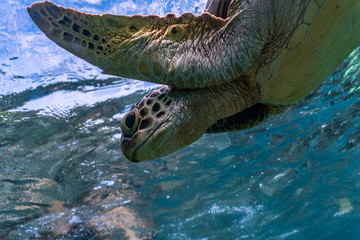 Green sea turtle ascends to the surface to breathe closeup