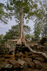 Trees raised on the ruins of the temple Ta Prohm,temple at Angkor Wat complex, Angkor Wat Archaeological Park in Siem Reap, Cambodia UNESCO World Heritage Site
